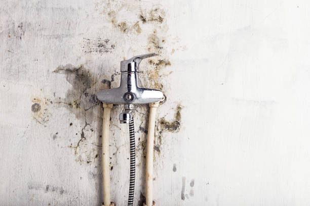 Best Toxic Mold Removal  in Glen Rock, PA