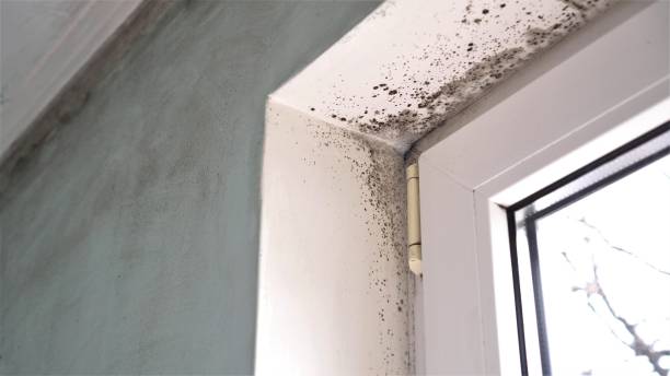 Best Toxic Mold Removal  in Glen Rock, PA