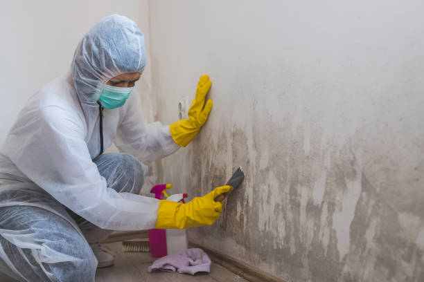 Mold Testing and Removal in Glen Rock, PA