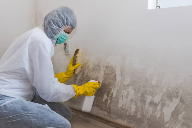 Best Attic Mold Removal  in Glen Rock, PA