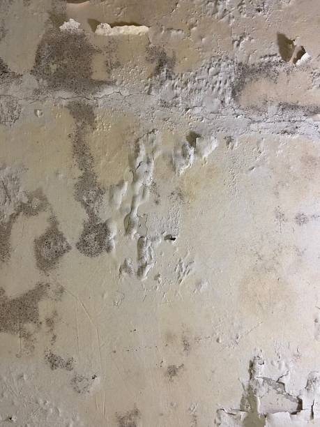 Best Commercial Mold Removal  in Glen Rock, PA