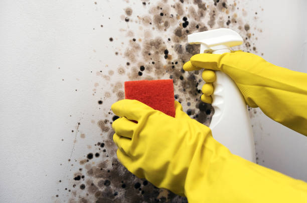 Best Local Mold Removal Service  in Glen Rock, PA