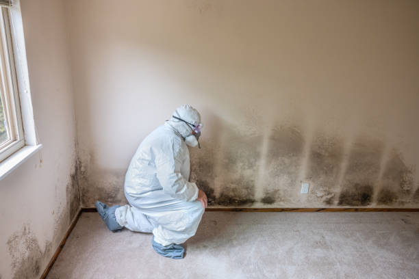 Best Mold Damage Repair  in Glen Rock, PA