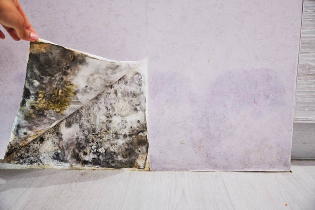 Best Mold Testing  in Glen Rock, PA